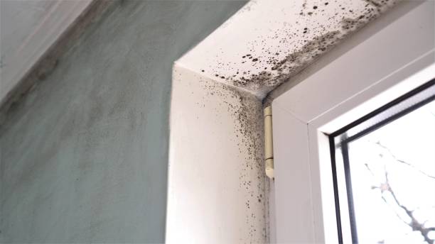 Mold Remediation for Vacation Homes in Ephraim, UT